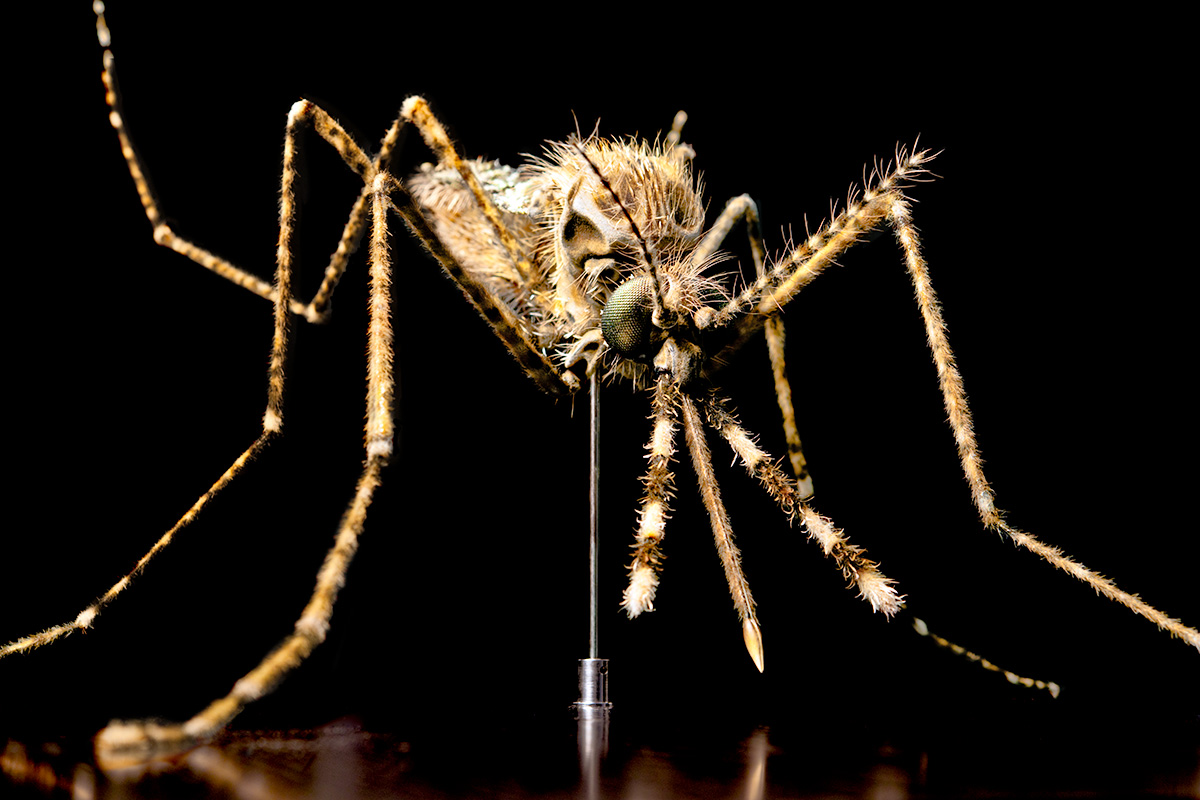 Das Foto zeigt ein Modell einer Anopheles Mosquito in 60-facher Vergrößerung.
