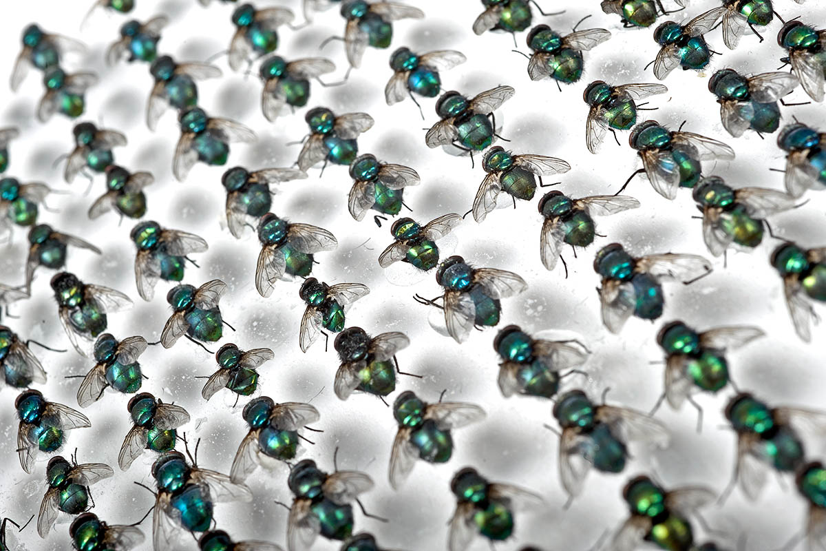 Das Foto zeigt eine Vielzahl an Fliegen, nebeneinander in Reihen fixiert.
