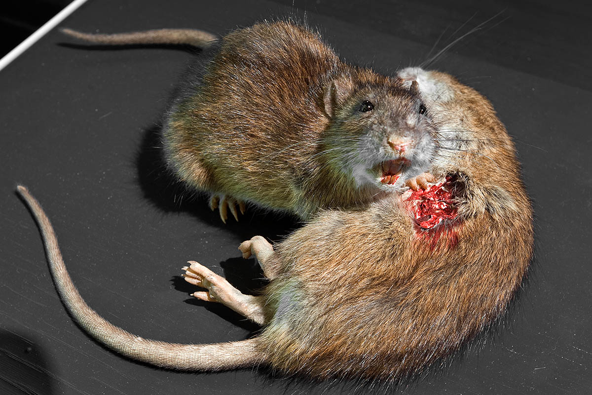 Das Foto zeigt zwei Ratten, eine hat eine blutende Wunde. 